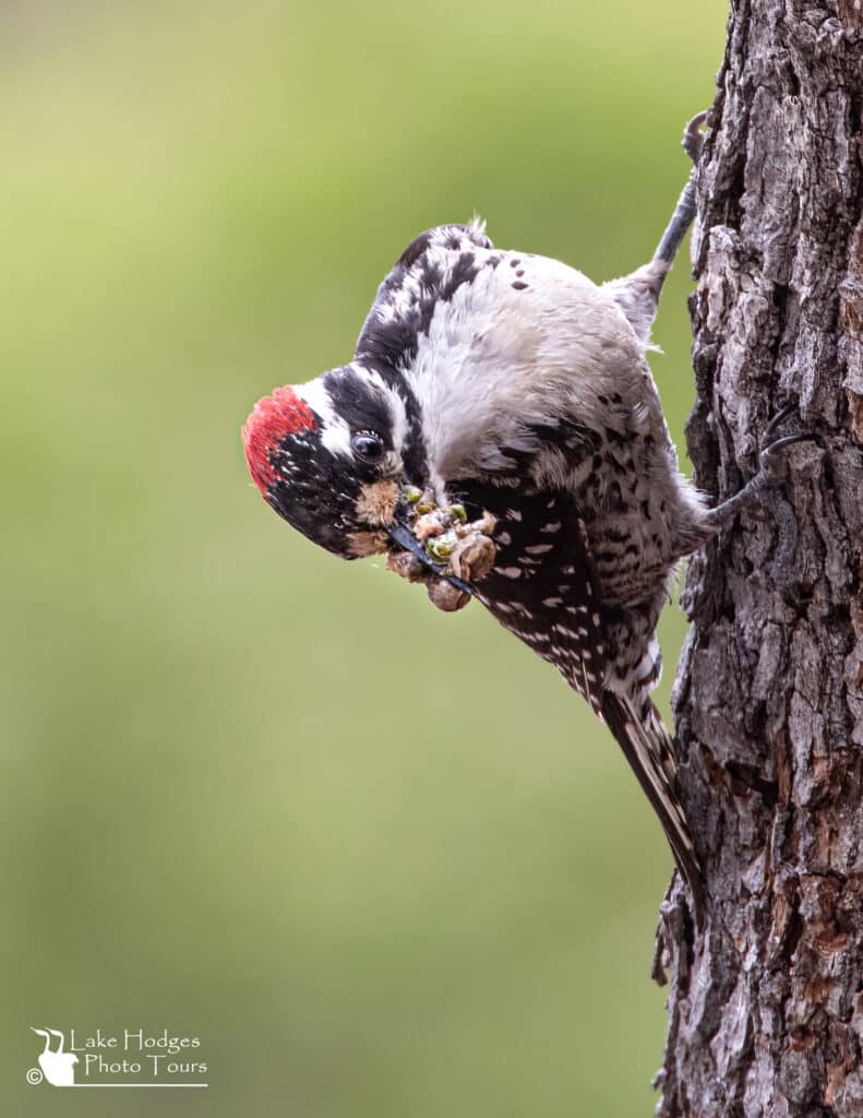 Nuttal's Woodpecker beak full