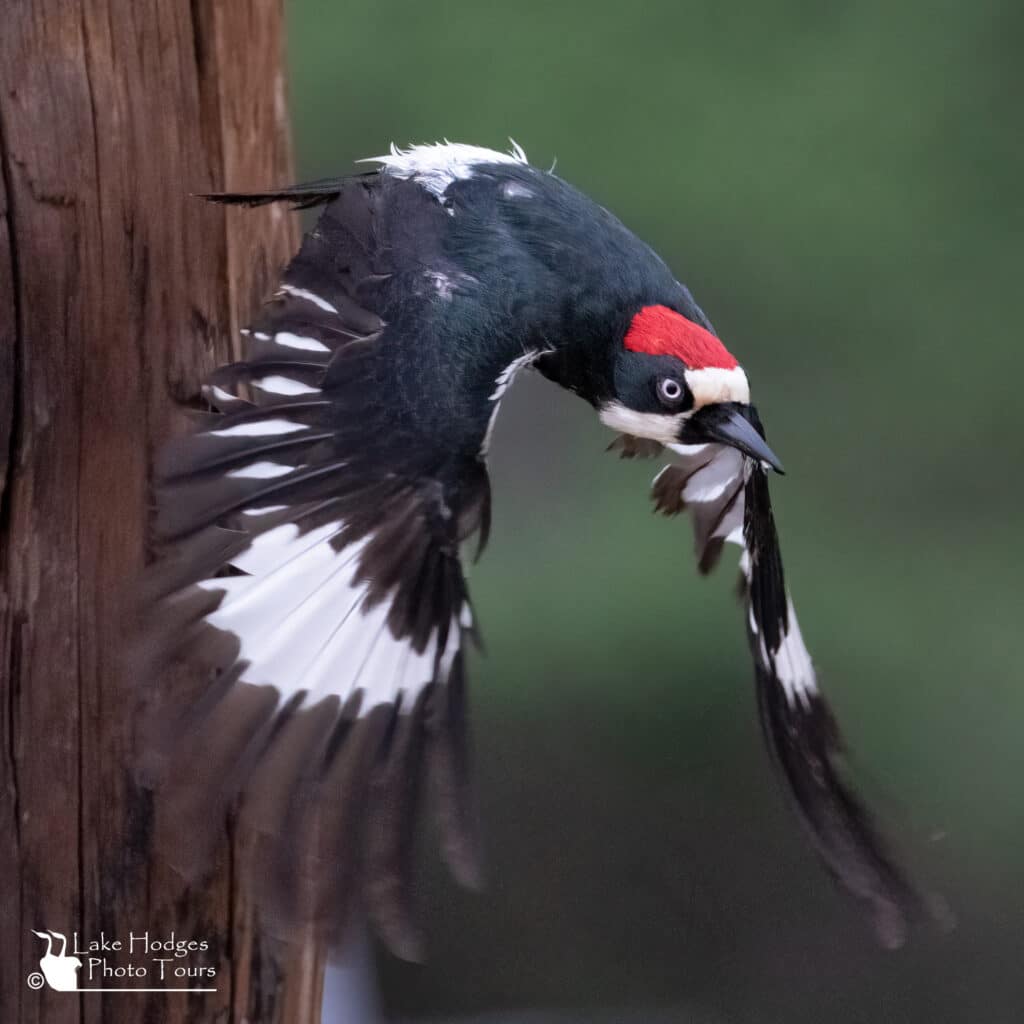 male acorn woodpecker