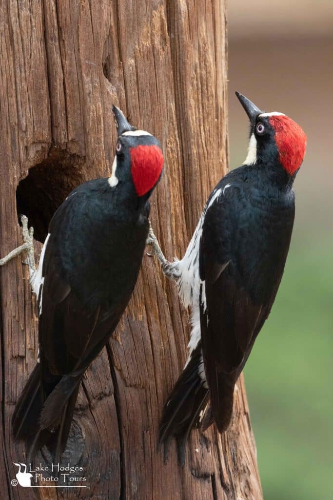 Mr. & Mrs. Woodpecker