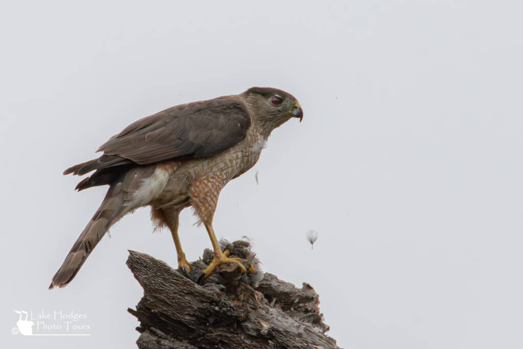 female Coop preparing kill