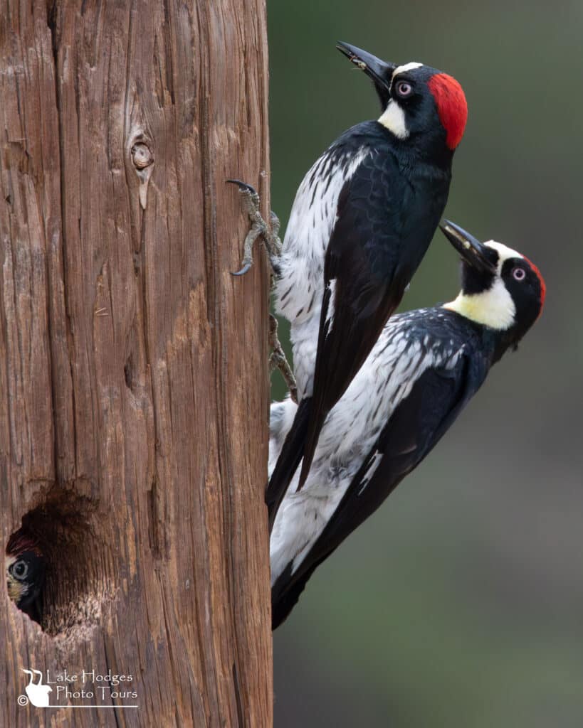 3 woodpeckers