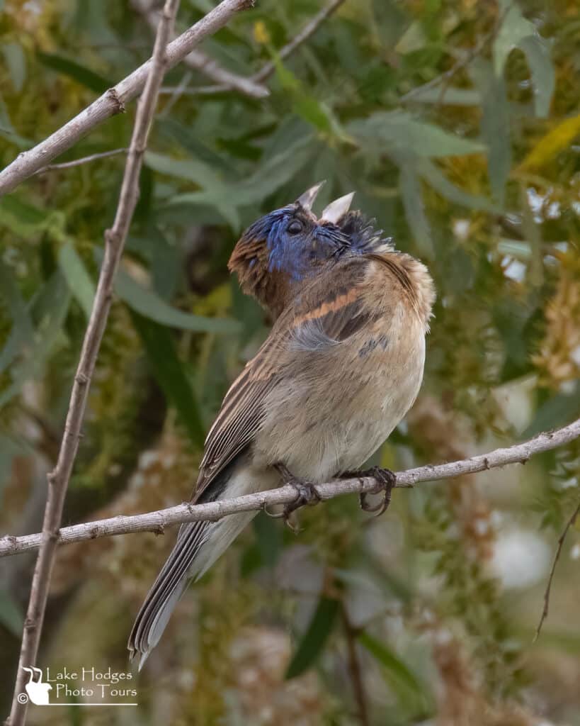 non-breeding Blue Grosbeak