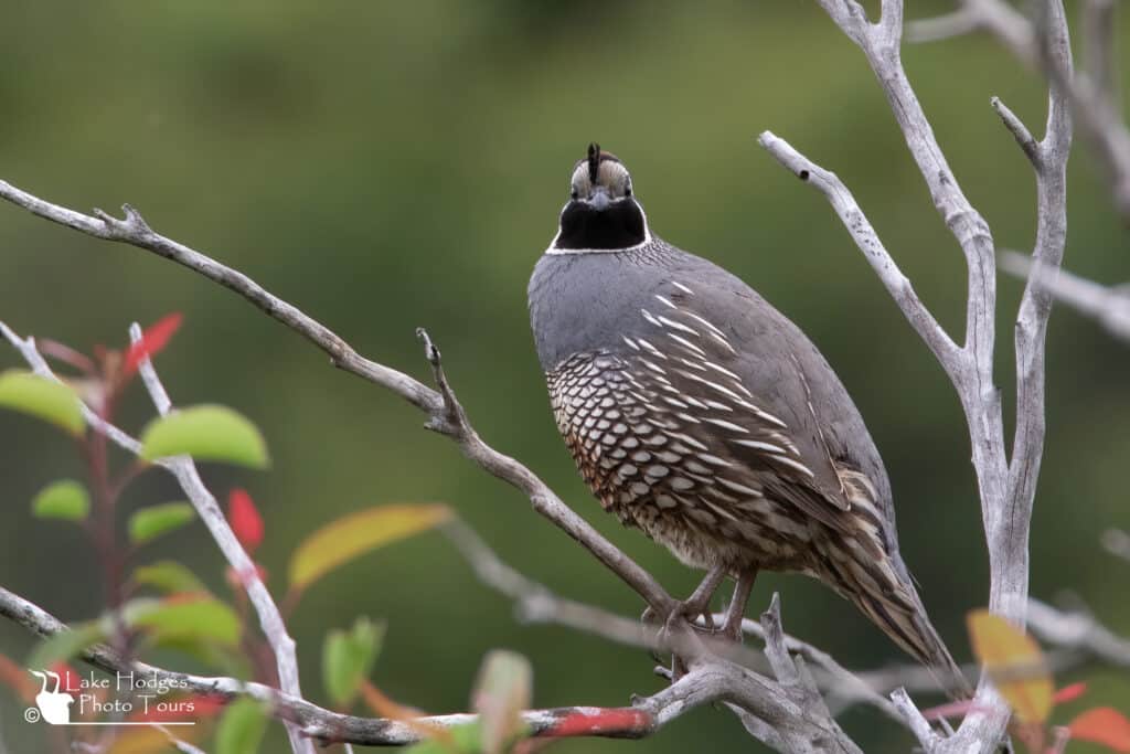 California Quail