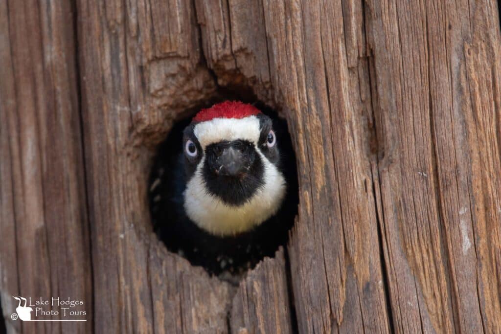 Male Acorn Woodpecker