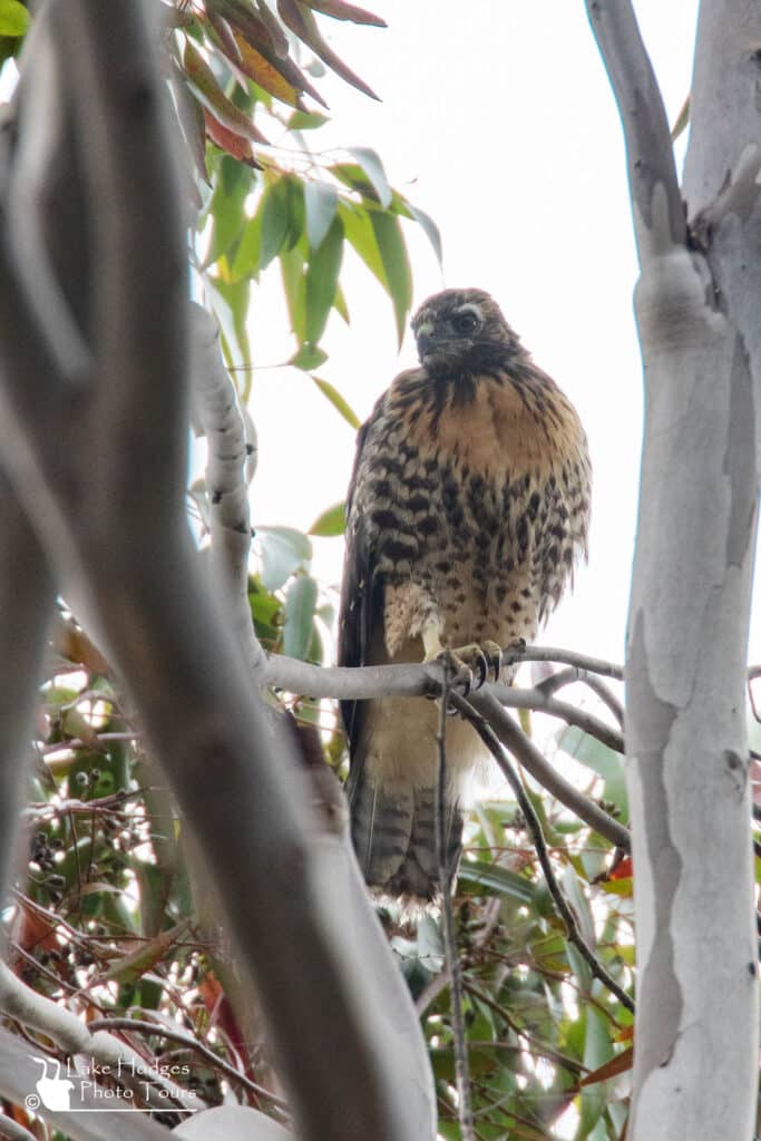 Fledged Red-tailed Hawk