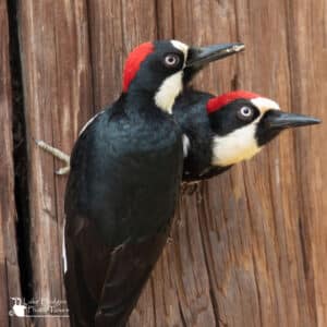 Male and Female Acorn Woodpeckers 2