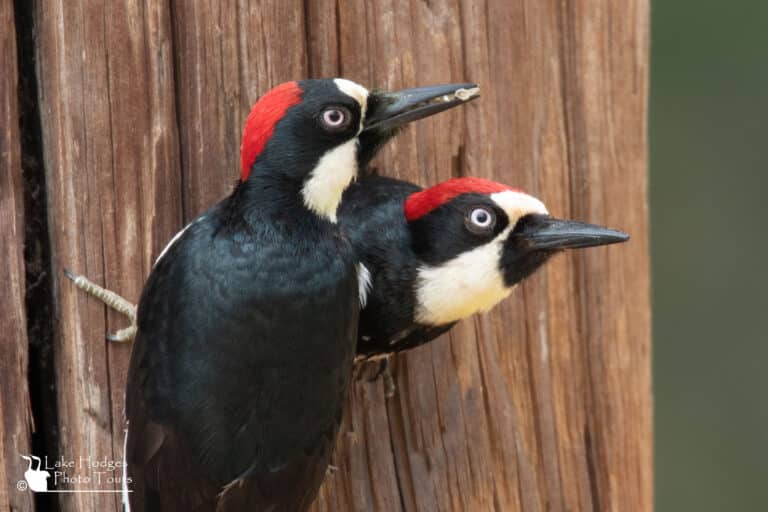 Male and Female Acorn Woodpeckers