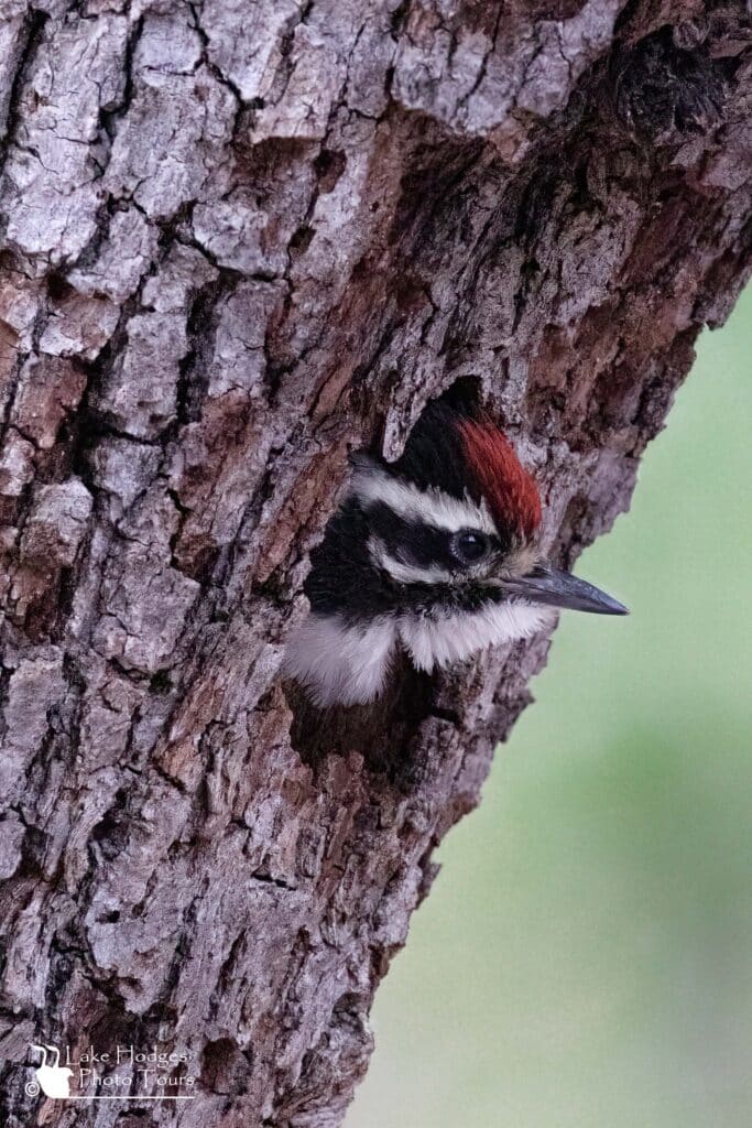 Nuttall's Woodpecker chick