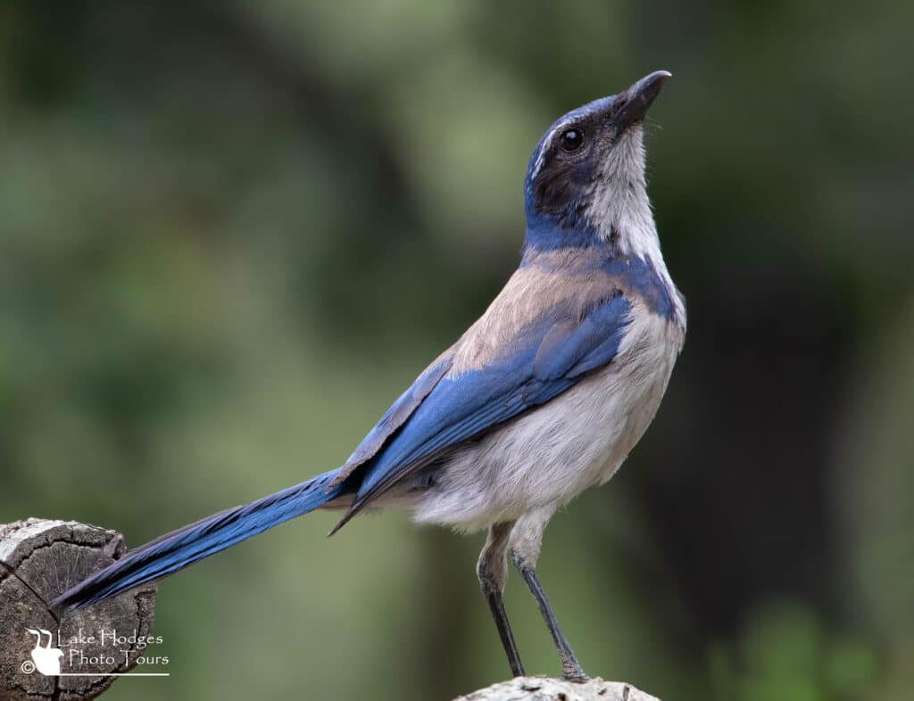 Scrub Jay