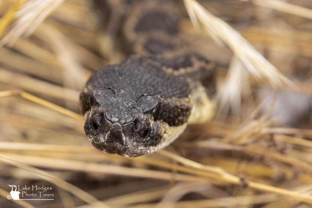 Southern Pacific Rattlesnake