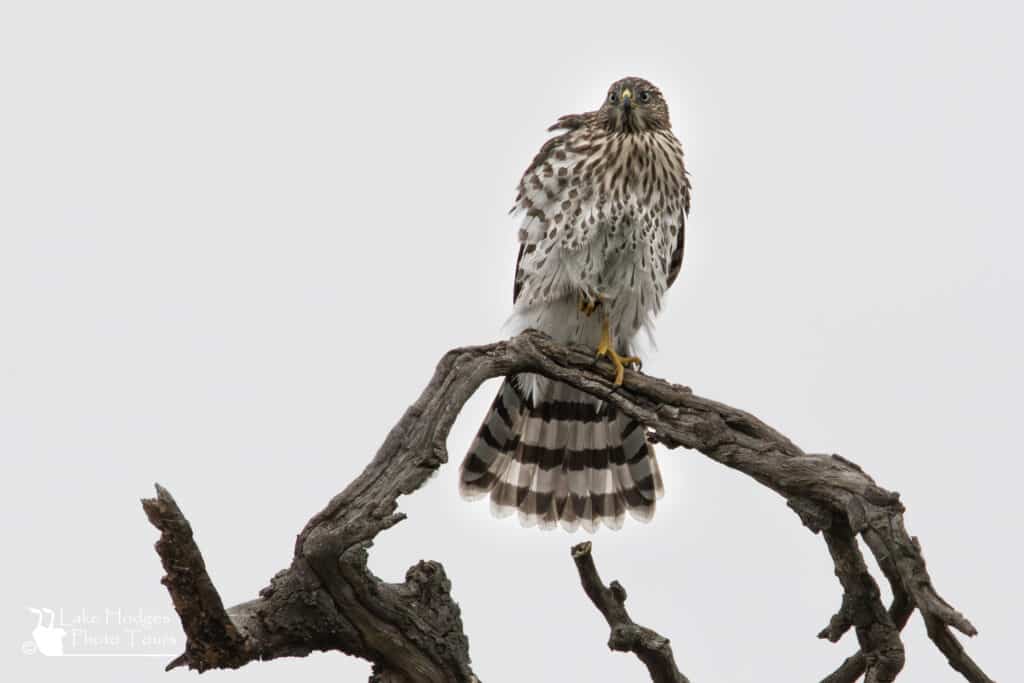 Fanning the tail feathers