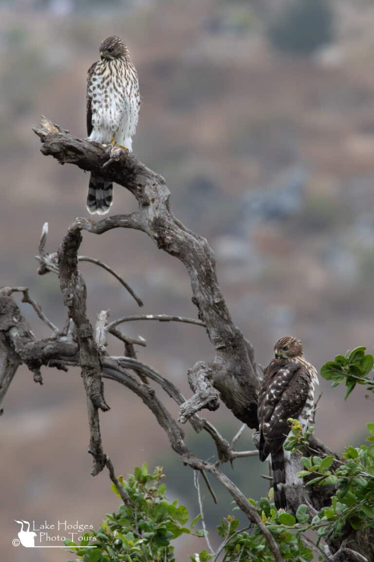 Pair of young Cooper's Hawks