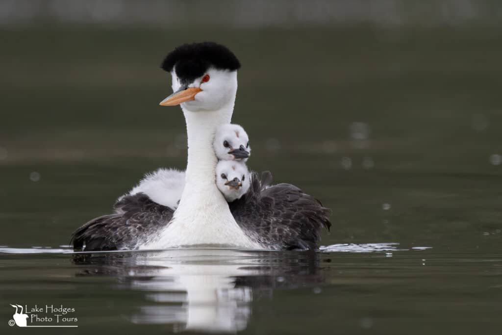 Western Grebe and chicks
