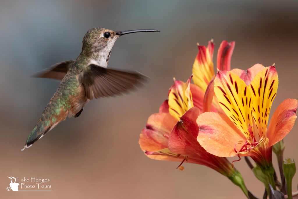 Allens Hummingbird-not croped