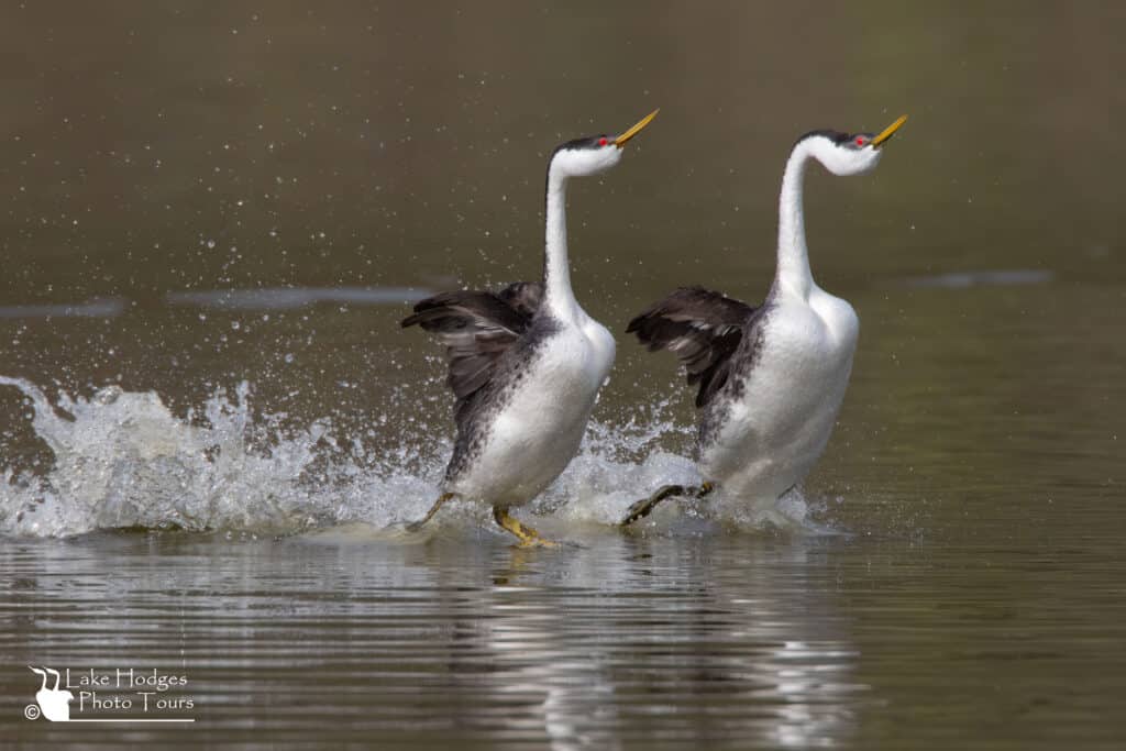 Rushing Western Grebes