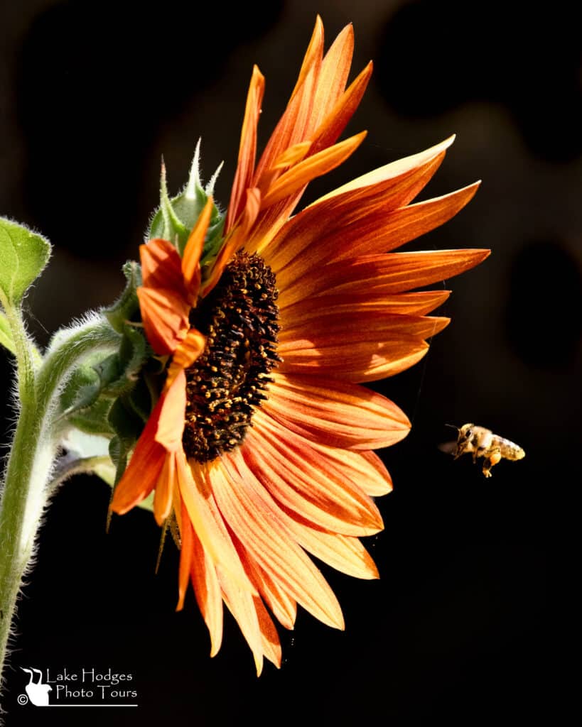 bee and sunflower