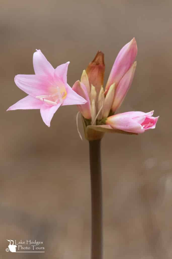 naked ladies