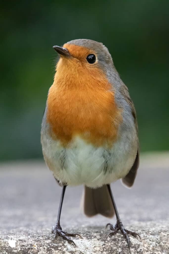 A coomn but nevertheless beautiful little Robin. https://lakehodgesphototours.com/