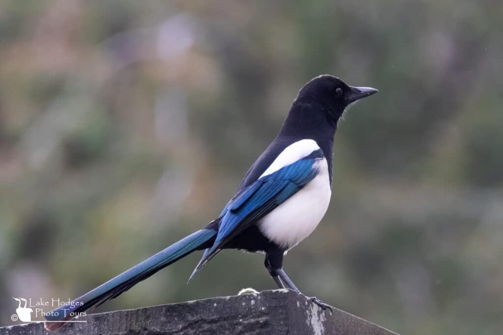 Soft backlit Magpie. https://lakehodgesphototours.com/news-updates/