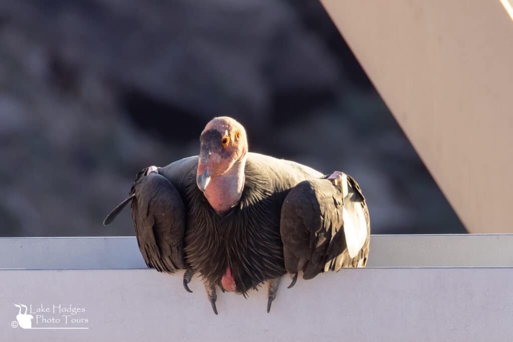 A full crop, a happy California Condor. https://lakehodgesphototours.com/news-updates/