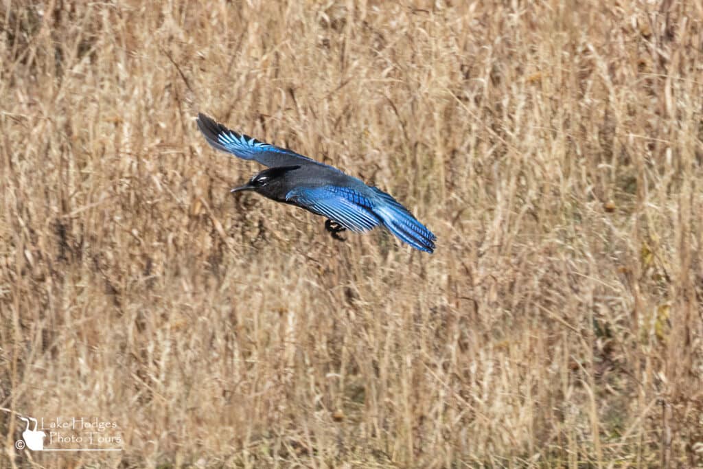 Flash of Blue in a golden landsscape. https://lakehodgesphototours.com/news-updates/