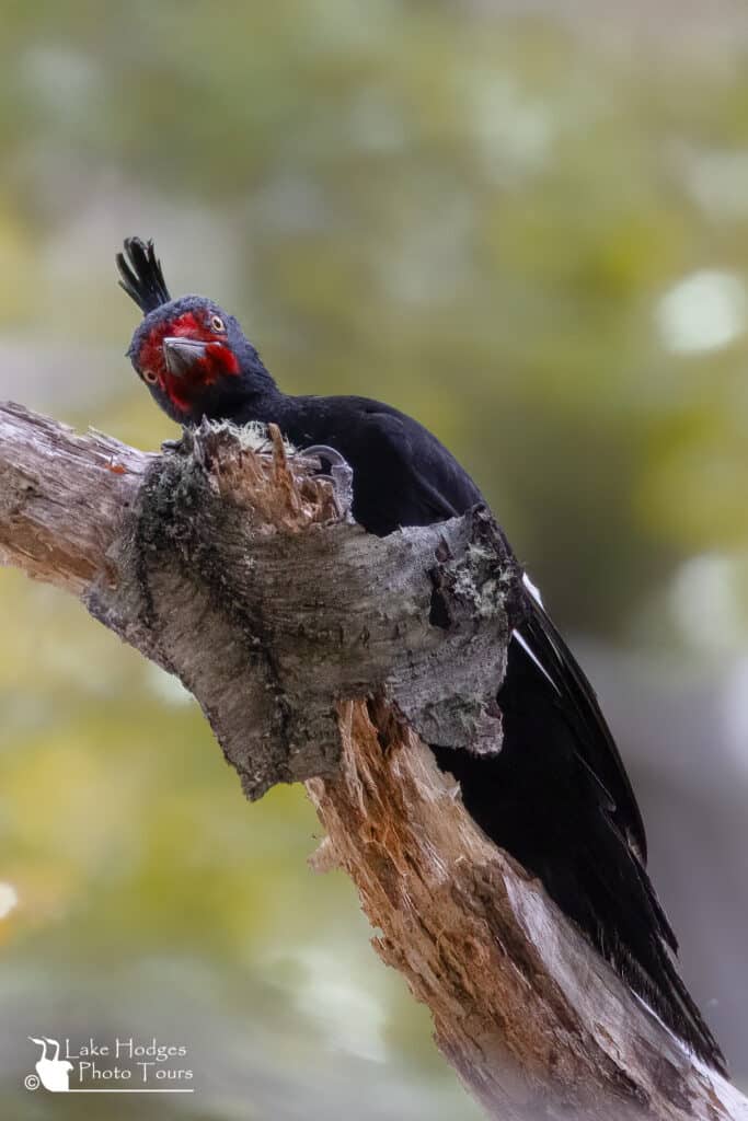 Magellanic Woodpecker female