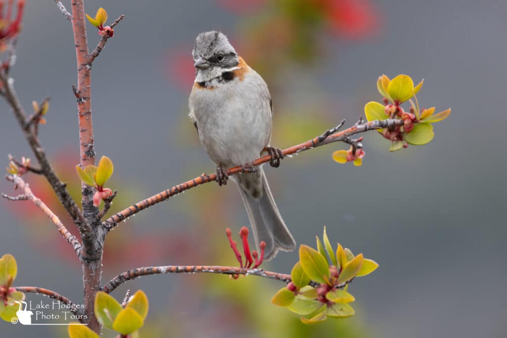 Rufous–collared Sparrow