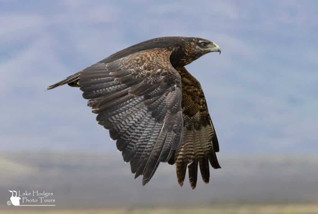 Black-chested Buzzard Eagle