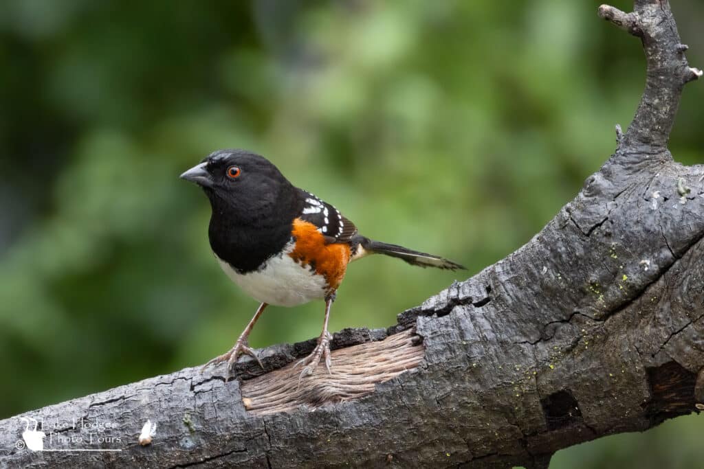 Spotted Towhee at Lake Hodges Photo Tours