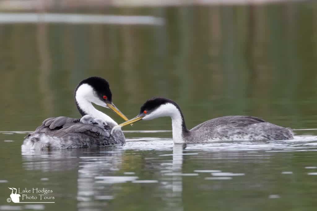 Western Grebes and chicks at Lake Hodgews Photo Tours