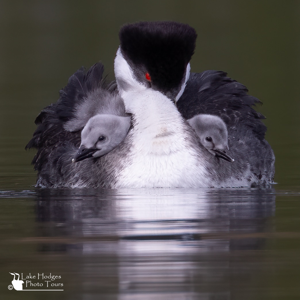 Western Grebe and chicks at Lake Hodges Photo Tours