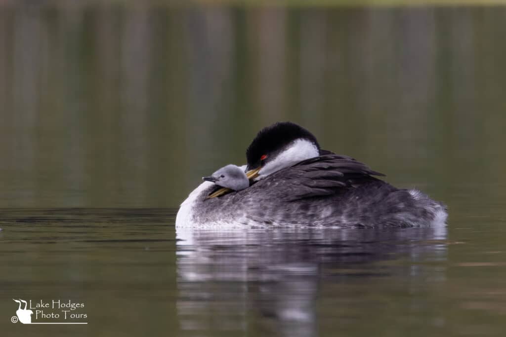 Relaxed Grebes at Lake Hodges Photo Tours