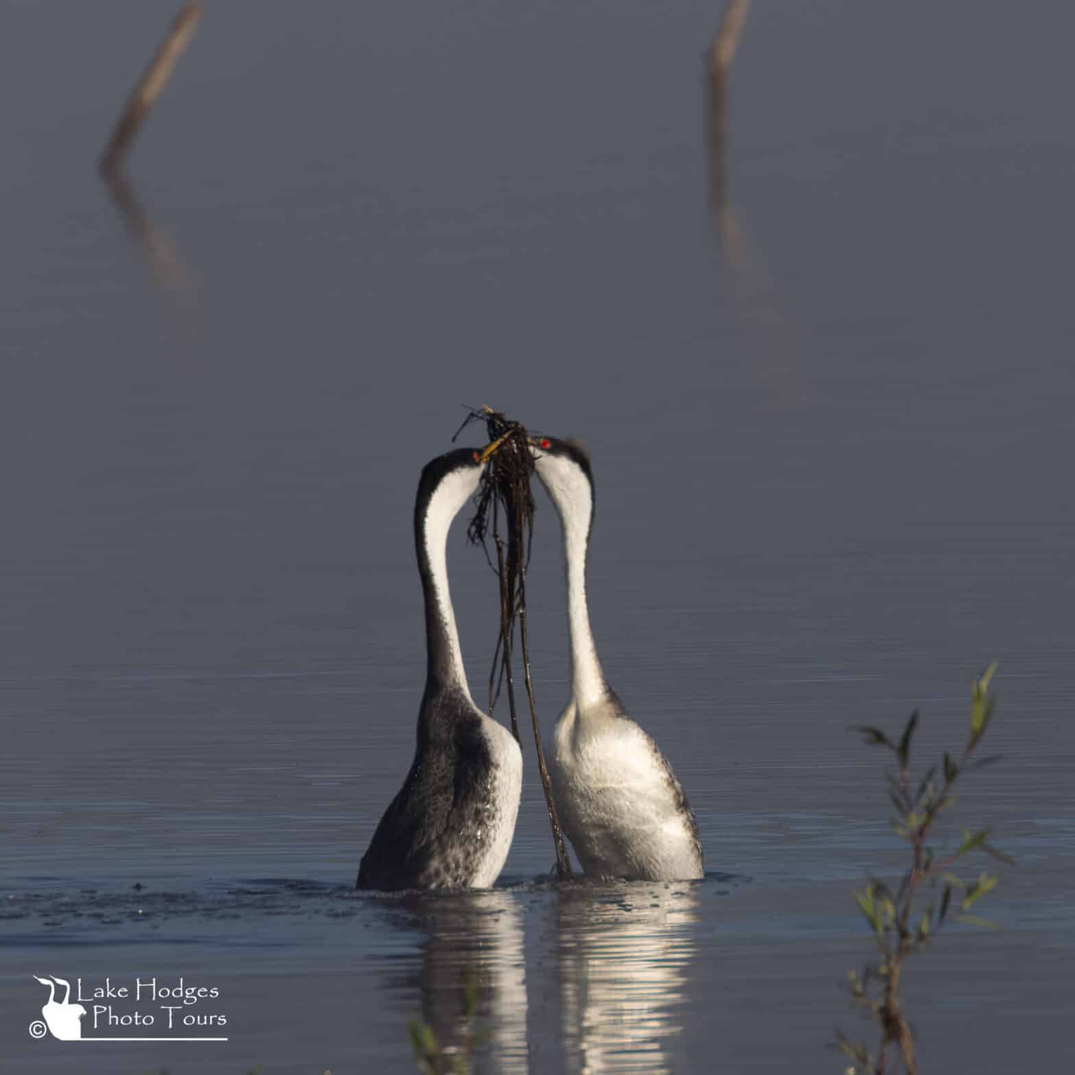 Grebe Courtship in earnest at Lake Hodges Photo Tours