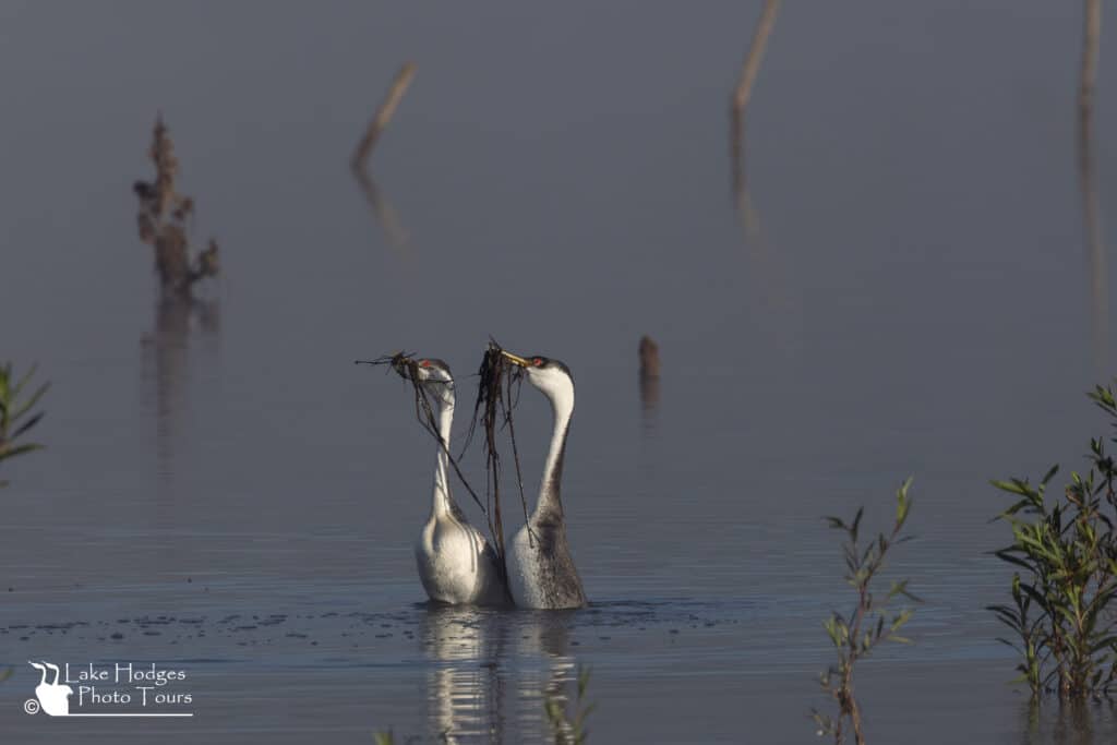Western Grebe Weed Ceremony at Lake Hodges Photo Tours