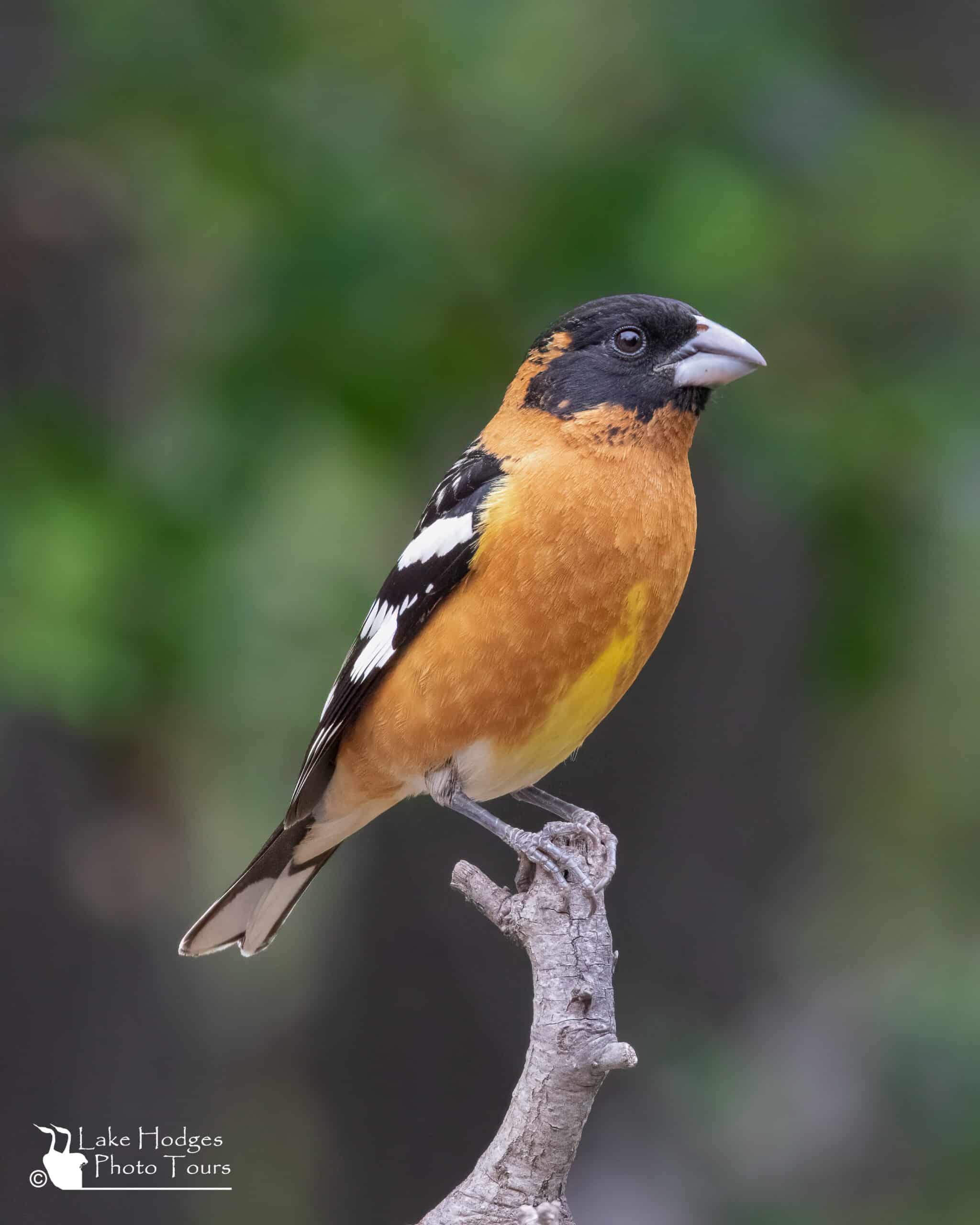 Male Back-headed Gossbeak at Lake Hodges Photo Tours