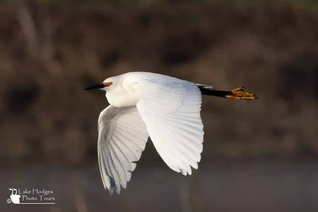 Snowy Egret in breeding plumage at Lake Hodges Photo Tours