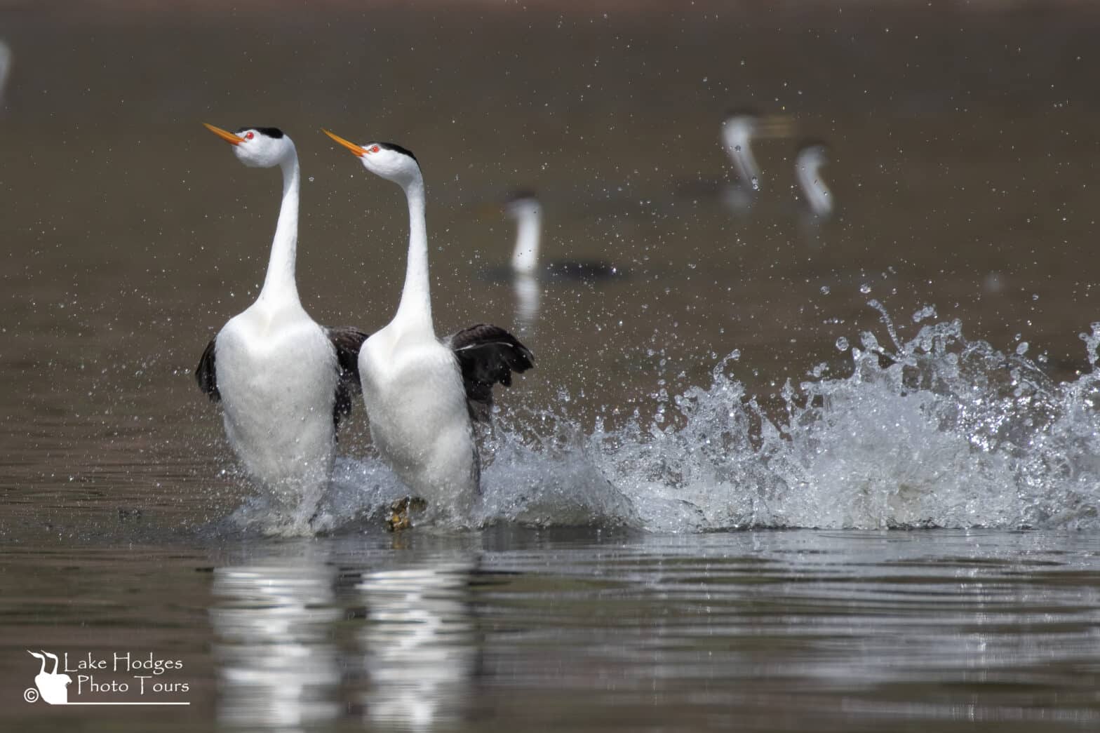 Rushing Clark's Grebes at Lake Hodges Photo Tours