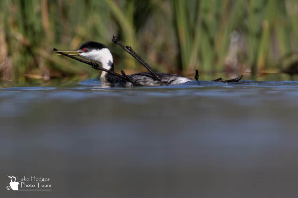 Another Western Grebe Nest building at Lake Hodges Photo Tours
