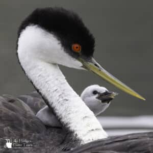 Western Grebe Chick at Lake Hodges Photo tours