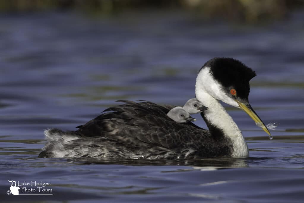 Grebe Chick feather pass at Lake Hodges Photo Tours