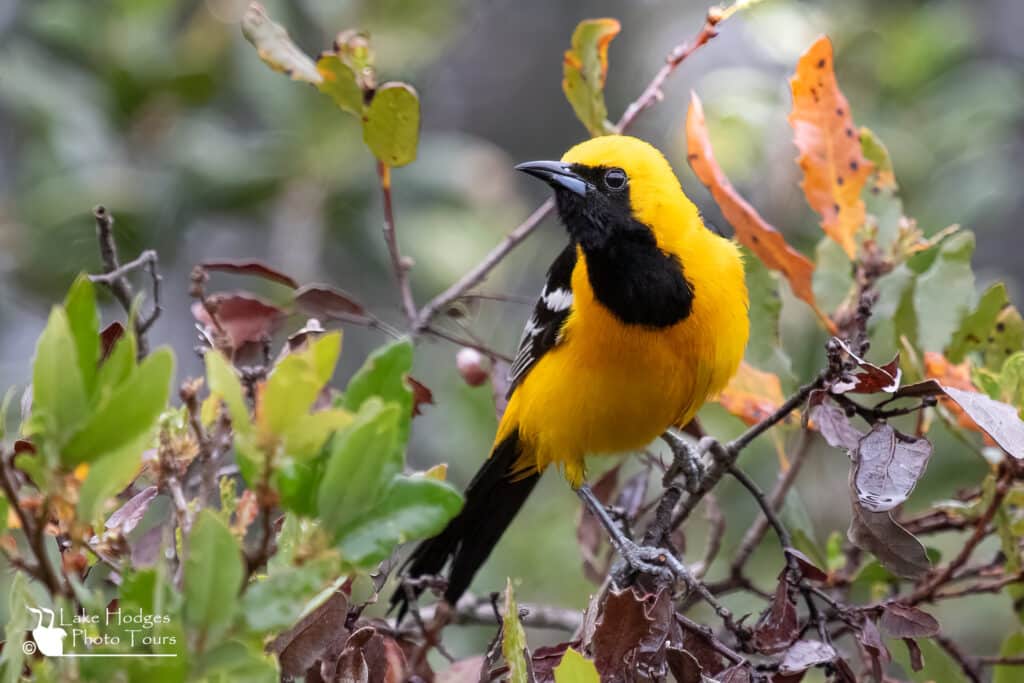 Hooded Oriole at Lake Hodges Photo Tous