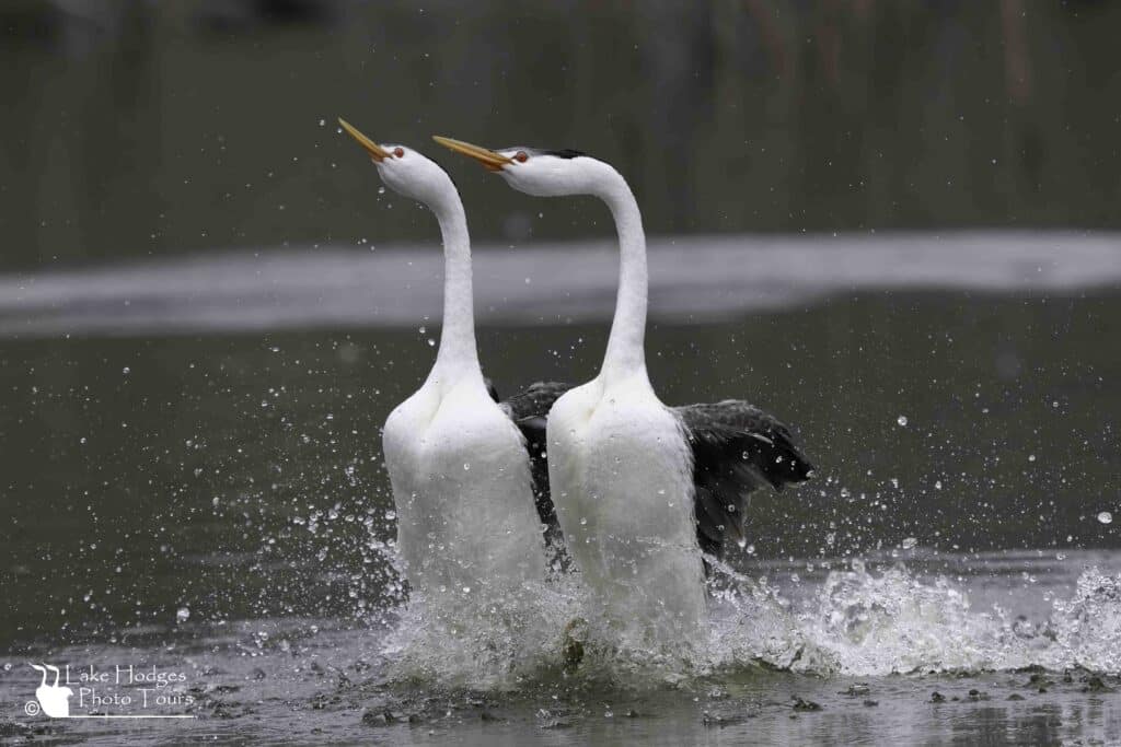 Rushing Clark's Grebes at Lake Hodges Photo ToursL