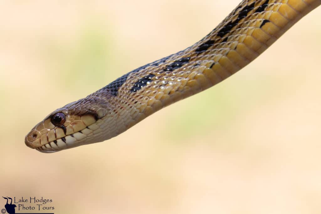 Gopher snake at Lake Hodges Photo Tours