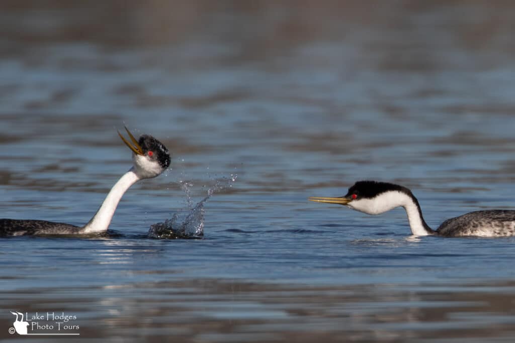 Dip shaking, ratchet pointing Western Grebes at Lake Hodgs Photo Tours