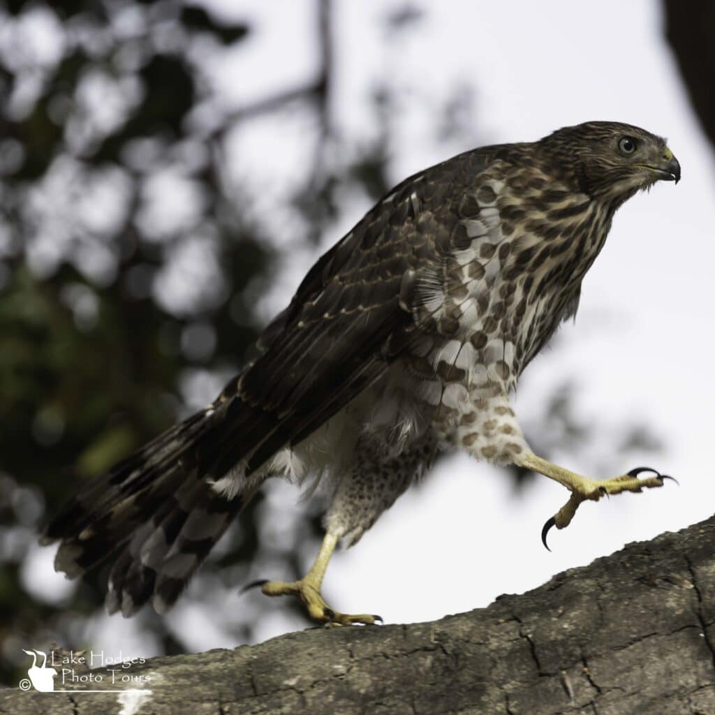 Coope'rs Hawk at lake Hodges Photo Tours