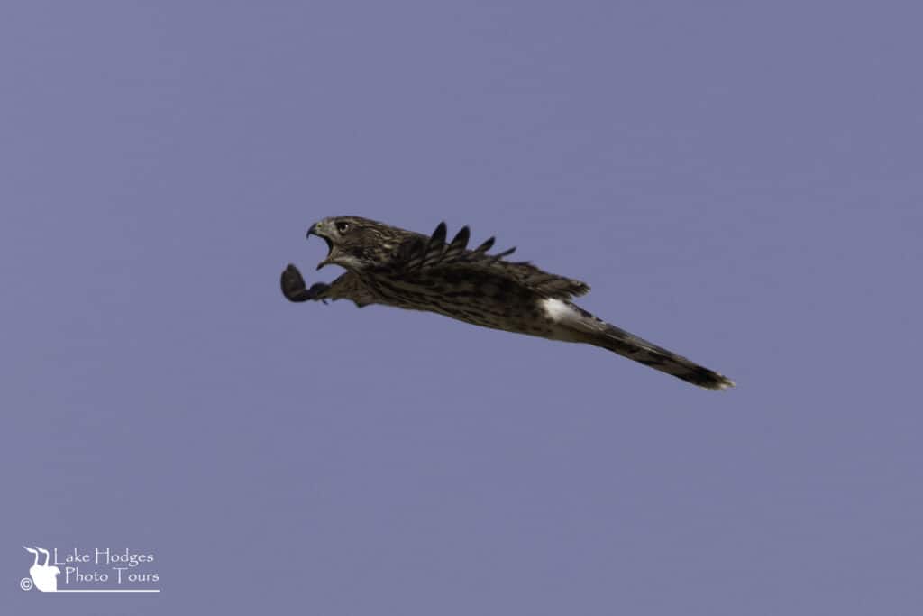 Immature Cooper's Hawk heading to parent at Lake hodges Photo Tours