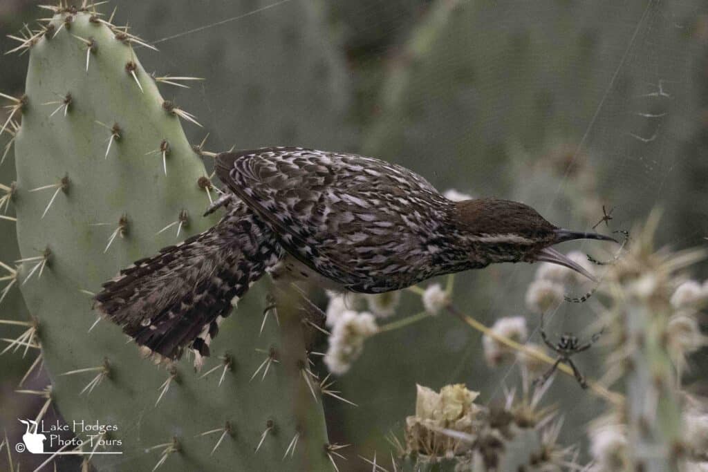 Cactus Wren breakfast at Lake Hodges Photo Tours