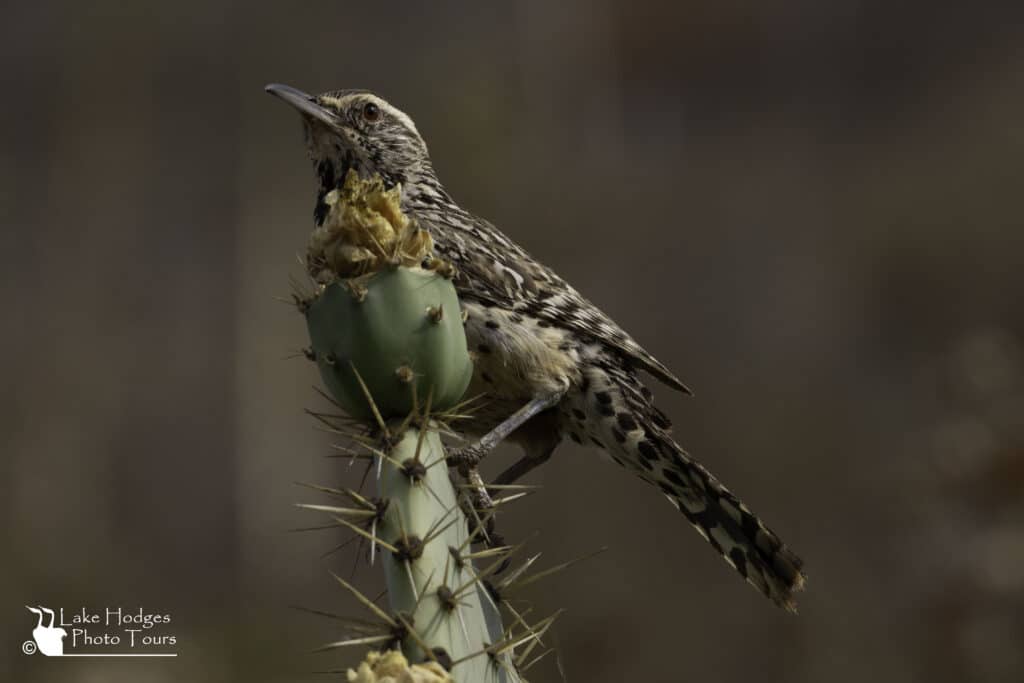 Cactus Wren sentinel at Lake Hodges Photo Tours