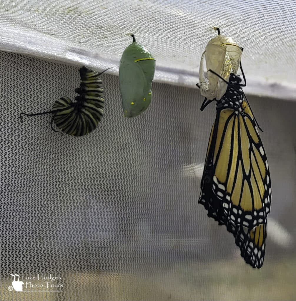 3 stages of Monarch at Lake Hodges Photo Tours