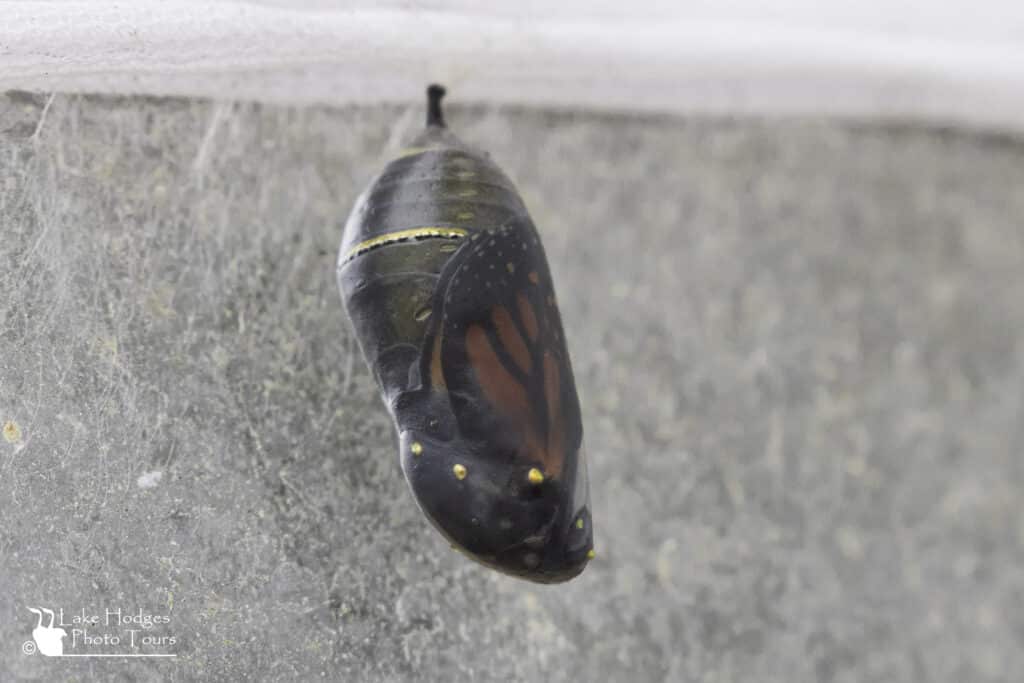 Monarch Chrysalis just before opening at Lake Hodges Photo Tours